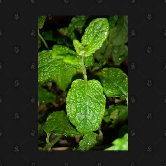 Mint plant leaves by Crea Twinkles