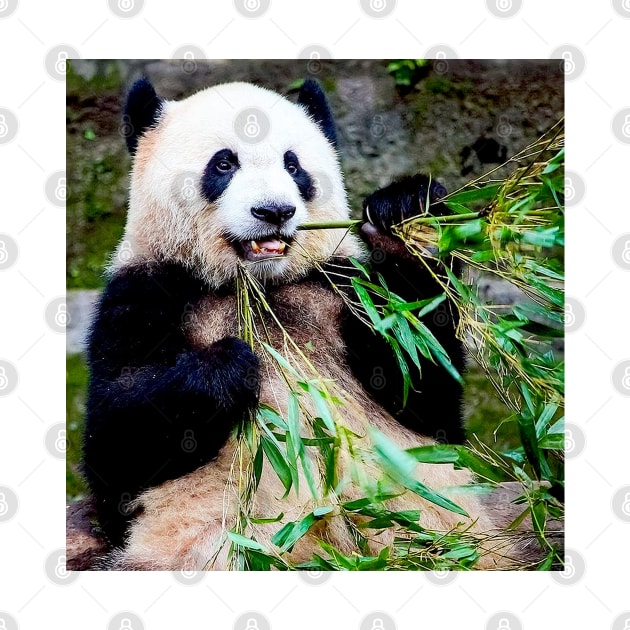 Giant Panda at Chongquing Zoo China Photograph Print by posterbobs