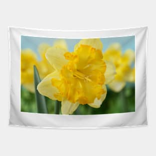 Narcissus  &#39;Blazing Starlet&#39;    Div 11a  Split-corona Collar Daffodil Tapestry