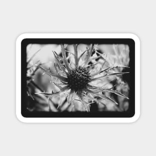 Vintage sea holly on a black and white film Magnet