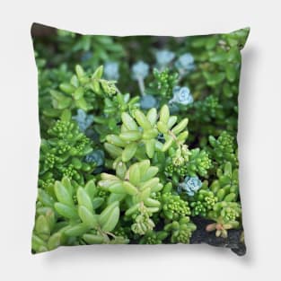 Stonecrops in Spring Pillow