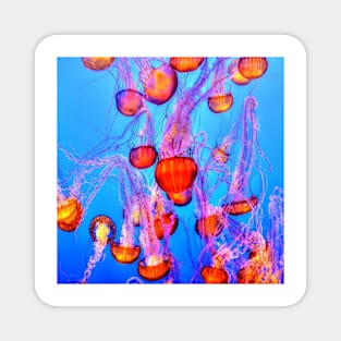 Jellyfish Magnet