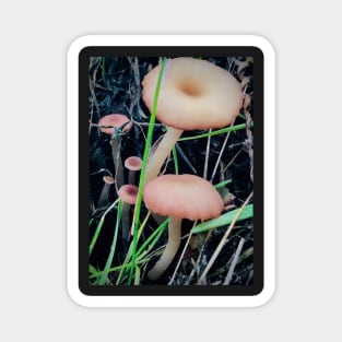 Mushroom Photography Prints #3 Magnet