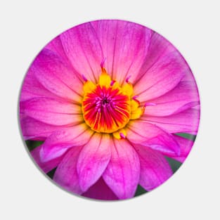 Pink Lotus with Red and Yellow Colours Pin