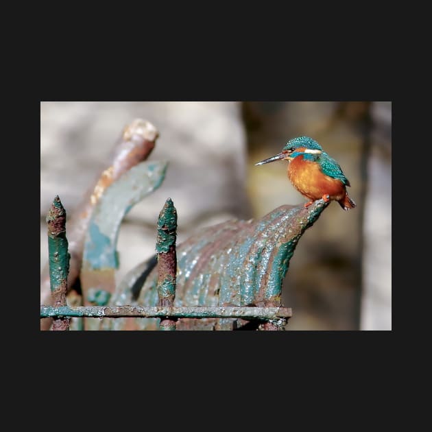 King fisher on a fence blending in . by Simon-dell