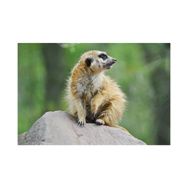 Meerkat by DeVerviers