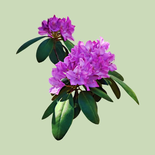 Lovely Pink Rhododendrons by SusanSavad