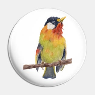 Colorful bird Pin