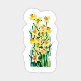 Field of Yellow daffodils, vintage watercolor Magnet