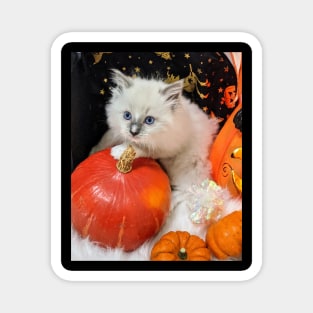 Halloween ragdoll kitten Magnet