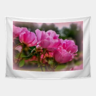 Blushing Pink Roses Tapestry