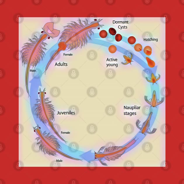 Life Cycle of Brine Shrimp by funhousejen