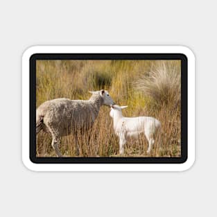 Ewe and Lamb1 Magnet