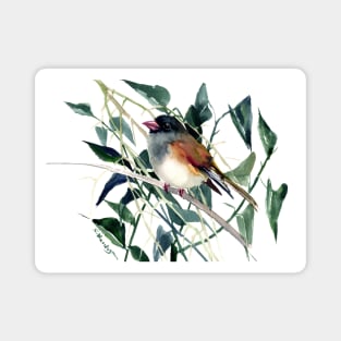 Cute Bird Dark Eyed Junco Magnet