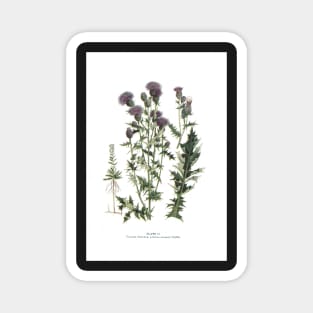 Canada Thistle Magnet