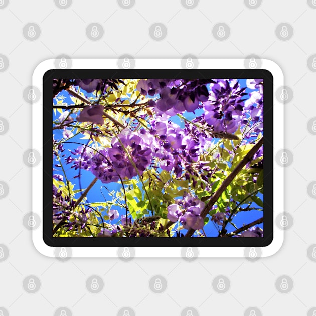 Wisteria in the Summer Magnet by SHappe