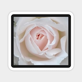 Blushing White Rose Magnet
