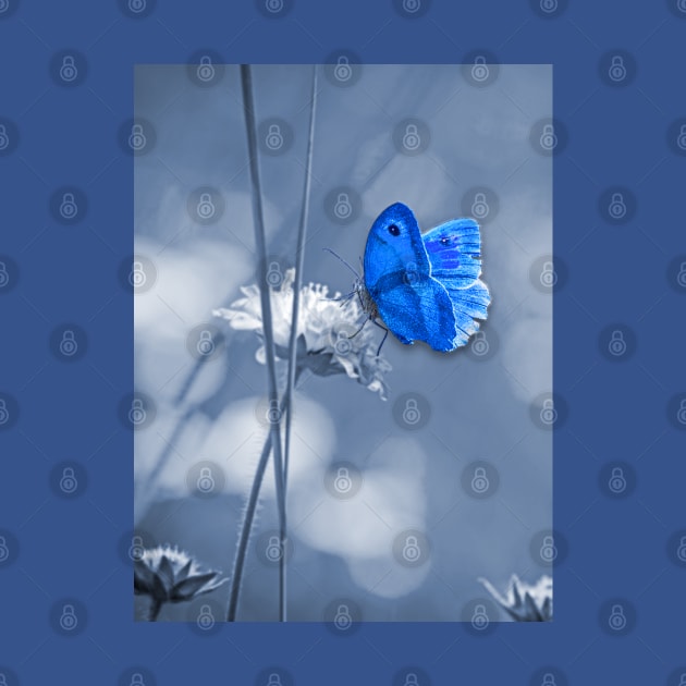 Blue butterfly by Sinmara