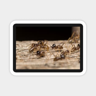 Unique and organic photo of a colony of conehead termites Magnet