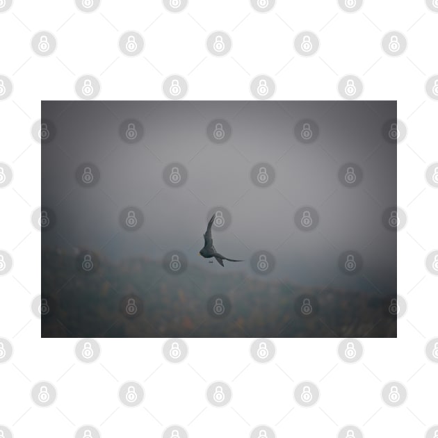 Bird in the mist / Swiss Artwork Photography by RaphaelWolf