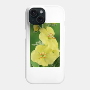 Verbascum  &#39;Primrose Path&#39;  Mullein Phone Case