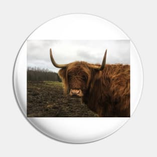 Scottish Highland Cattle Cow 2173 Pin