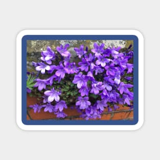 Siberian Bellflower on Garden Wall Magnet