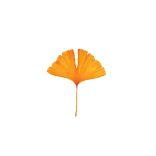 Golden Yellow Ginkgo Leaf T-Shirt