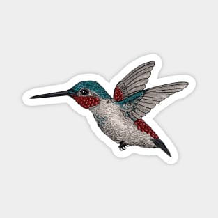 Hummingbird 2 Magnet