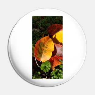 Fall colors Pin