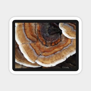 Turkey tail mushroom Magnet