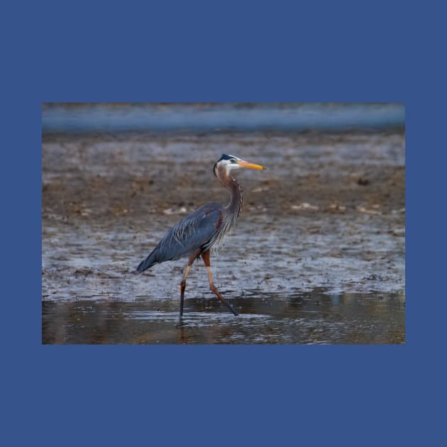 great blue heron fishing by FlyingLilly