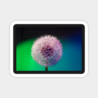 Dandelion head blue green background Magnet