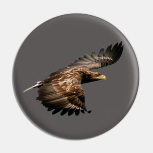 White tailed Eagle Pin