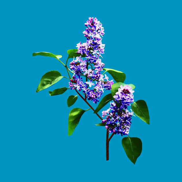 Lilacs - Spray of Lilacs by SusanSavad