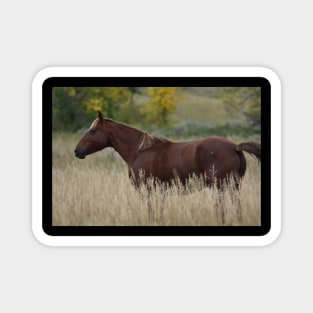 Brown Wild Horse Magnet