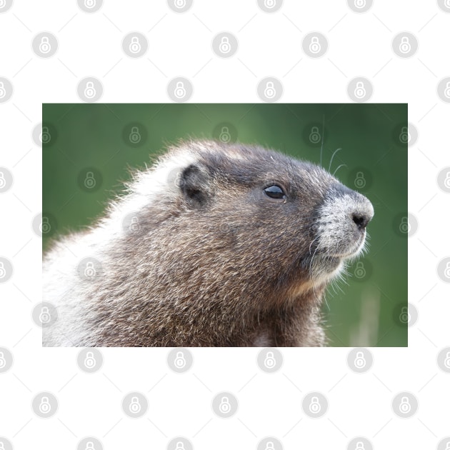 Young marmot in Mount Rainier National Park by SDym Photography