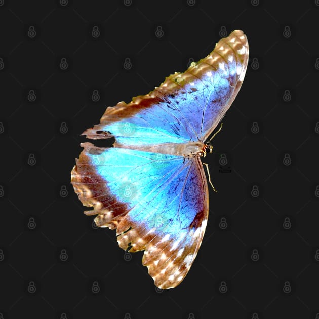 Morpho Butterfly on black by Wolf Art / Swiss Artwork Photography