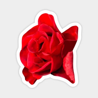 Red Rose Magnet