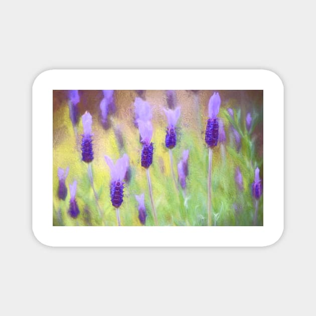 Lavender 10 Magnet by secretgardener