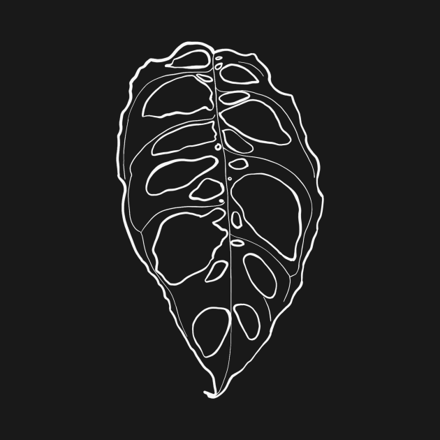 Monstera obliqua by thenordicjungle