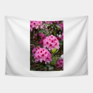 Purple rhododendron flower Tapestry