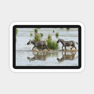 Zebras Cantering Across The Swamp Magnet