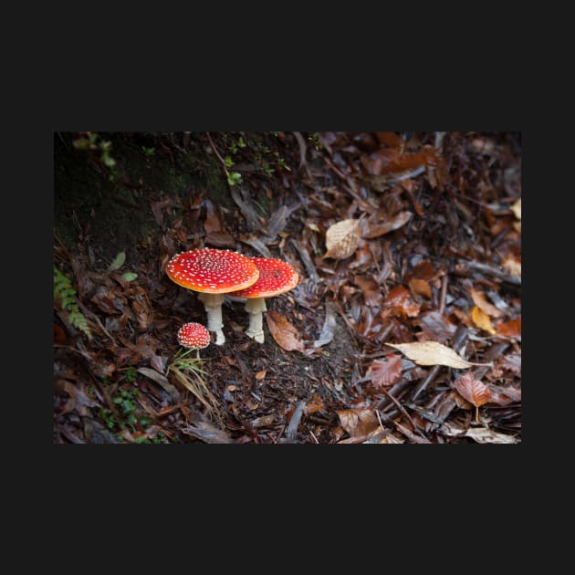 Fly Agaric by melbournedesign