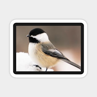 Cute Fluffy Chickadee in the Snow Magnet