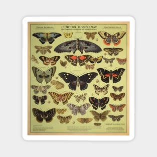 Foreign Entomologist Science Poster Magnet