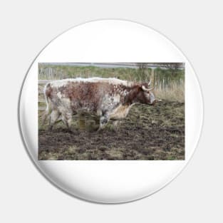 Scottish cattle Pin