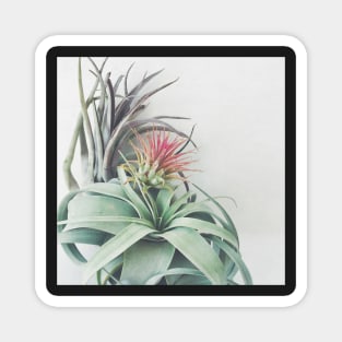 Air Plant Collection II Magnet