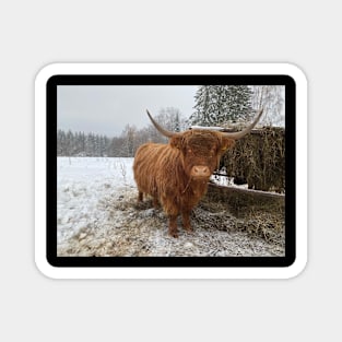 Young Highland  Cattle Cow and half eaten hay bale on a feeder Magnet