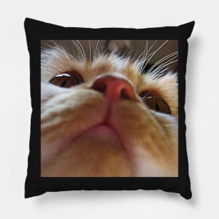 Funny Cute Cat Face Macro Eyes Pillow